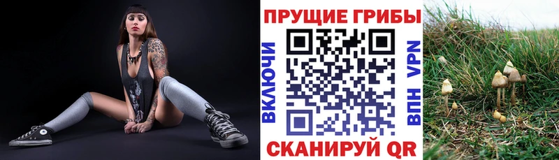 Псилоцибиновые грибы Psilocybe  Северо-Курильск 